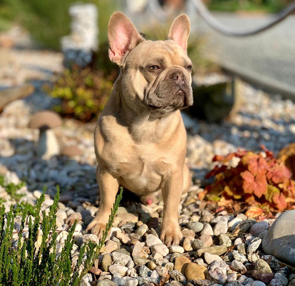 Zwinger vom Leipziger Neuseenland Französische Bulldogge ...